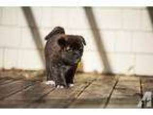 Akita Puppy for sale in HEALDSBURG, CA, USA