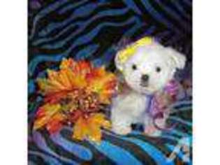 Maltese Puppy for sale in SAN RAMON, CA, USA
