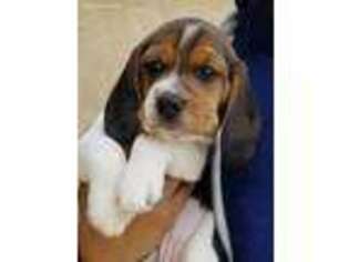 Beagle Puppy for sale in La Puente, CA, USA