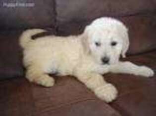 Goldendoodle Puppy for sale in Williamsburg, OH, USA