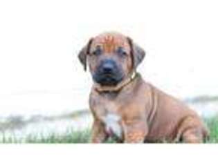 Rhodesian Ridgeback Puppy for sale in Quarryville, PA, USA