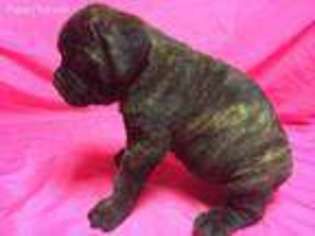 Cane Corso Puppy for sale in Indian Head, MD, USA