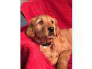 Golden Retriever Puppy for sale in Perry, MI, USA