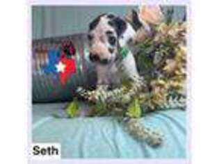 Great Dane Puppy for sale in Saltville, VA, USA
