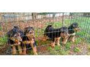 Welsh Terrier Puppy for sale in Fayetteville, NC, USA