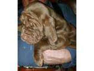 Neapolitan Mastiff Puppy for sale in Paola, KS, USA