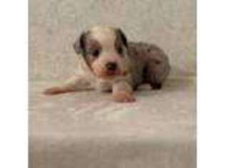 Miniature Australian Shepherd Puppy for sale in Ohatchee, AL, USA