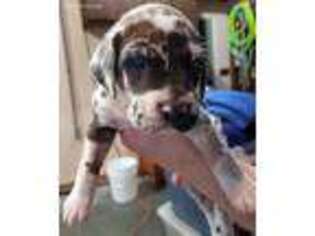 Mutt Puppy for sale in Waupun, WI, USA