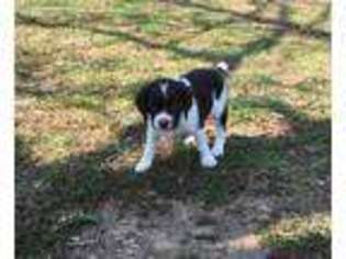 Brittany Puppy for sale in Flippin, AR, USA
