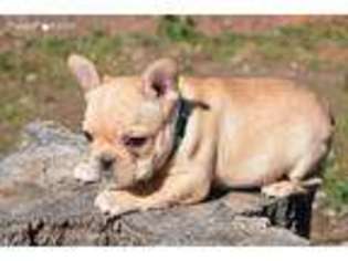 French Bulldog Puppy for sale in Danielsville, GA, USA