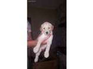 Goldendoodle Puppy for sale in Trenton, OH, USA