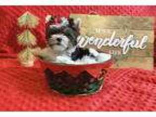 Yorkshire Terrier Puppy for sale in Gaithersburg, MD, USA