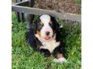 Bernese Mountain Dog Puppy for sale in Snohomish, WA, USA