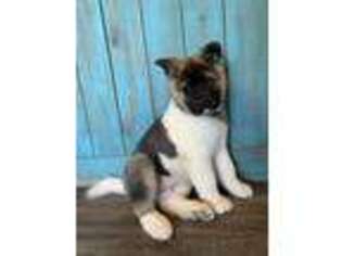 Akita Puppy for sale in Spring, TX, USA