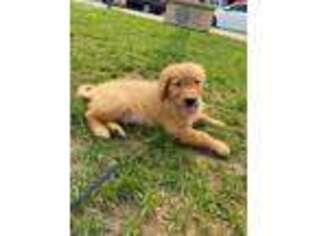 Medium Photo #1 Golden Retriever Puppy For Sale in Long Branch, NJ, USA