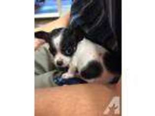 Chihuahua Puppy for sale in WAIPAHU, HI, USA