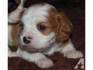 Cavalier King Charles Spaniel Puppy for sale in ALGONQUIN, IL, USA