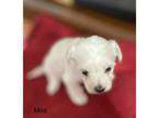 Coton de Tulear Puppy for sale in Rochdale, MA, USA
