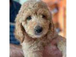 Goldendoodle Puppy for sale in Harker Heights, TX, USA