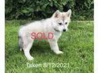 Siberian Husky Puppy for sale in Spokane, WA, USA