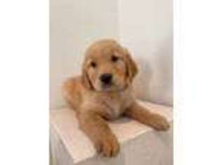 Golden Retriever Puppy for sale in San Gabriel, CA, USA