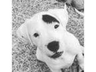 Dogo Argentino Puppy for sale in Eagle Lake, FL, USA