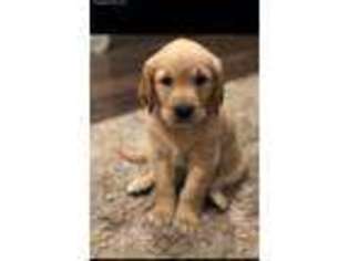 Golden Retriever Puppy for sale in Rogue River, OR, USA
