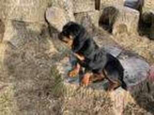Rottweiler Puppy for sale in Dayton, OH, USA