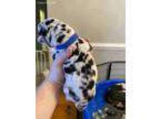 Great Dane Puppy for sale in Dunn, NC, USA