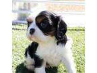 Cavalier King Charles Spaniel Puppy for sale in Cumming, GA, USA