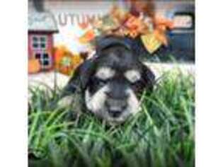 Mutt Puppy for sale in Mount Airy, GA, USA