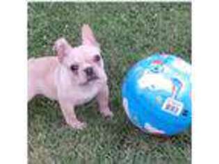 French Bulldog Puppy for sale in Sweetwater, TN, USA