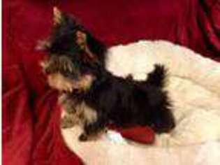 Yorkshire Terrier Puppy for sale in MARSHFIELD, WI, USA