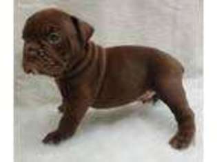 Olde English Bulldogge Puppy for sale in Kingston, NY, USA