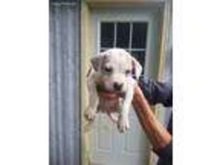 Mutt Puppy for sale in Evart, MI, USA
