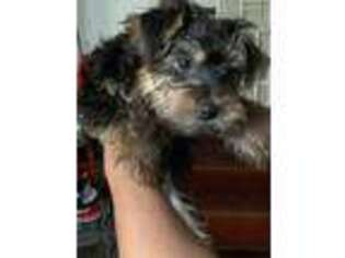 Yorkshire Terrier Puppy for sale in Richmond, VA, USA