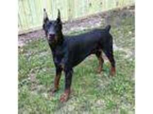 Doberman Pinscher Puppy for sale in Houston, TX, USA