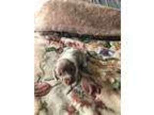 Dachshund Puppy for sale in Lynchburg, VA, USA