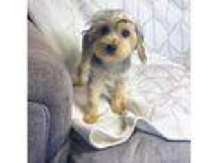 Yorkshire Terrier Puppy for sale in Fort Lee, NJ, USA