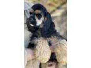 Cocker Spaniel Puppy for sale in Allentown, PA, USA