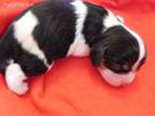 Cavalier King Charles Spaniel Puppy for sale in Strasburg, CO, USA