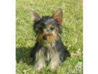 Yorkshire Terrier Puppy for sale in MESA, AZ, USA