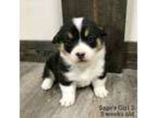 Pembroke Welsh Corgi Puppy for sale in Griffithville, AR, USA