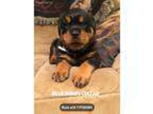Rottweiler Puppy for sale in Grove City, PA, USA