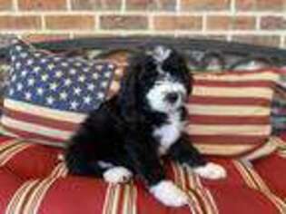 Mutt Puppy for sale in Commerce, GA, USA