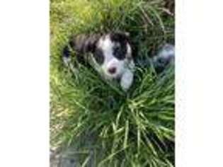 Border Collie Puppy for sale in Sloughhouse, CA, USA
