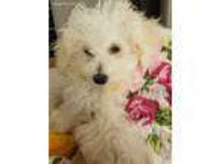 Bichon Frise Puppy for sale in Thorndale, PA, USA