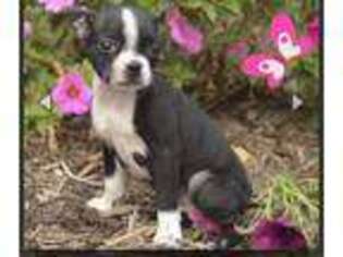 Boston Terrier Puppy for sale in Brooklyn, MD, USA