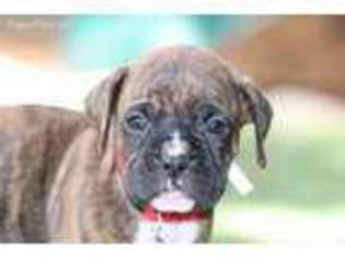 Boxer Puppy for sale in Colorado Springs, CO, USA