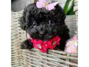 Shih-Poo Puppy for sale in Woodridge, NY, USA